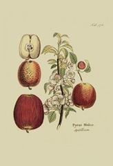 Antique Apples