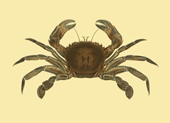 Antique Crab II