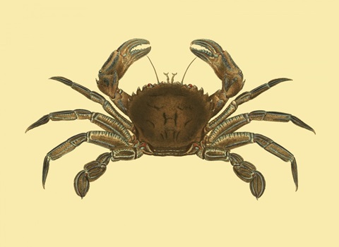 Antique Crab II