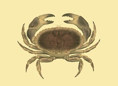 Antique Crab IV