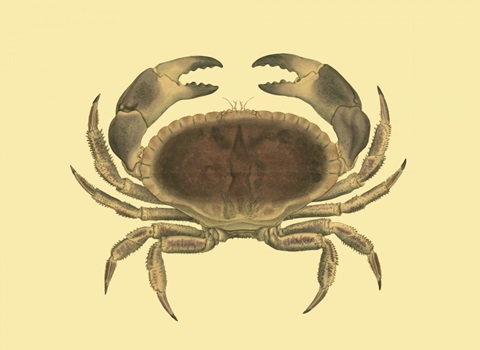 Antique Crab IV