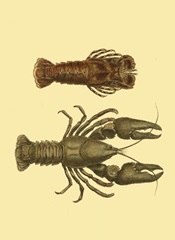 Antique Lobster III