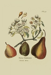 Antique Pears