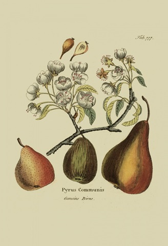 Antique Pears