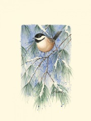 Chickadee in White Pine