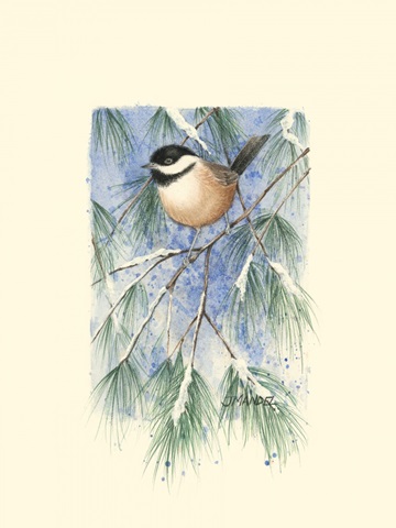 Chickadee in White Pine