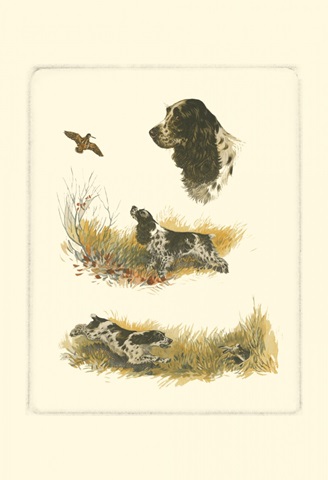 Cocker Spaniel