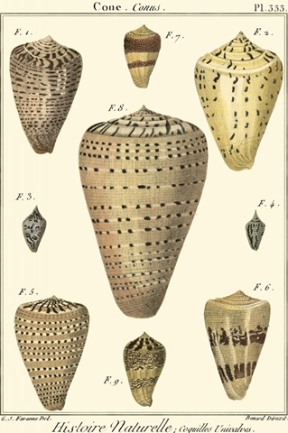 Cone Shells, Pl. 333