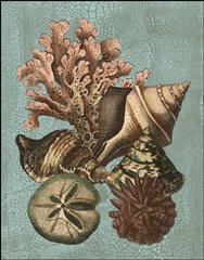Crackled Shell and Coral Collection on Aqua I
