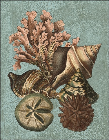 Crackled Shell and Coral Collection on Aqua I
