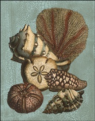 Crackled Shell and Coral Collection on Aqua II