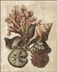 Crackled Shell and Coral Collection on Cream I