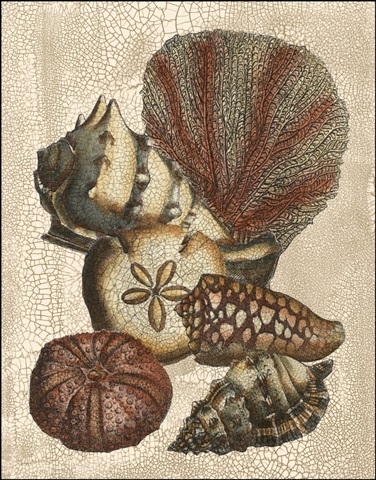 Crackled Shell and Coral Collection on Cream II
