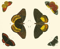 Cramer Butterfly Study I