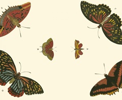 Cramer Butterfly Study II