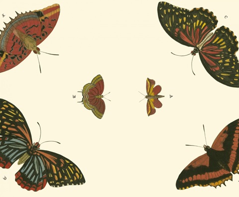Cramer Butterfly Study II