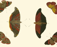 Cramer Butterfly Study III