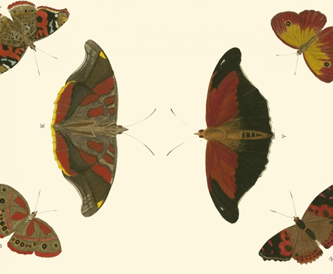 Cramer Butterfly Study III