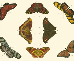 Cramer Butterfly Study IV