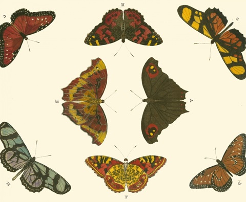 Cramer Butterfly Study IV