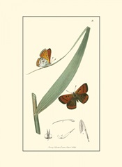 Curtis Nature Study I