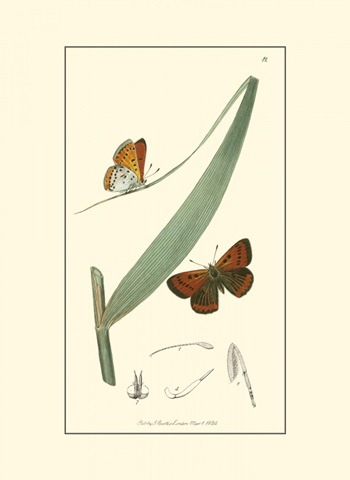 Curtis Nature Study I