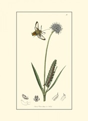 Curtis Nature Study II