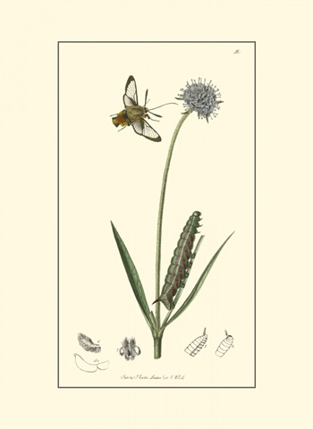 Curtis Nature Study II