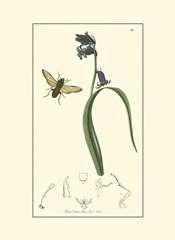 Curtis Nature Study III