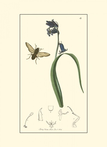 Curtis Nature Study III