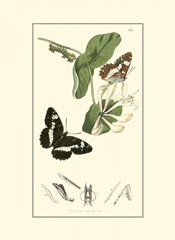 Curtis Nature Study IV