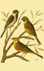 Domestic Bird Family I