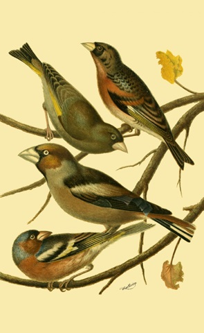 Domestic Bird Family II