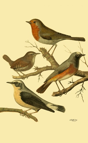 Domestic Bird Family III