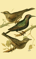 Domestic Bird Family IV