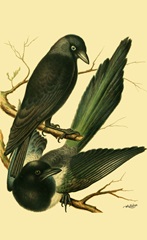 Domestic Bird Family V