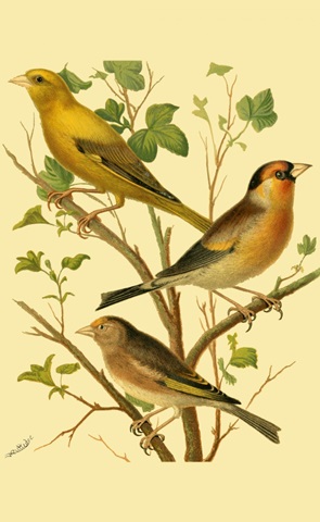 Domestic Bird Family VI