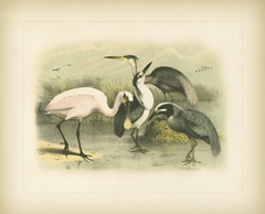 Egret and Heron