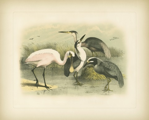 Egret and Heron