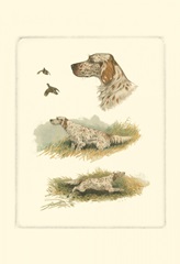 English Setter