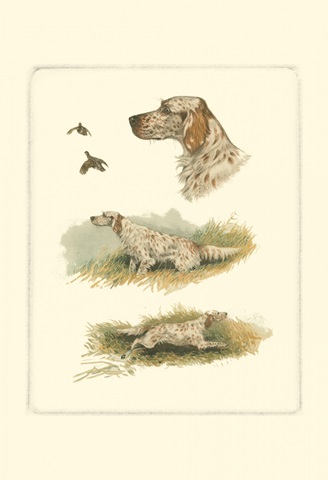 English Setter