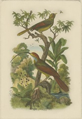 Exotic Birds I