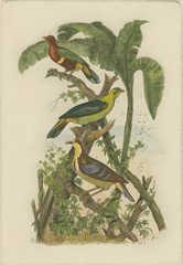 Exotic Birds II