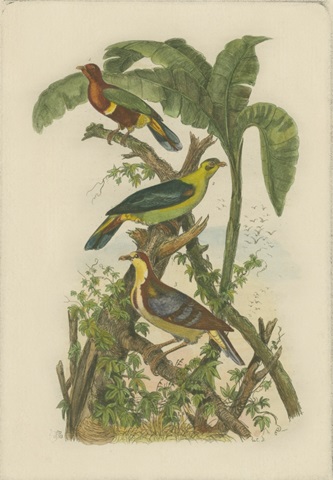 Exotic Birds II