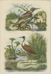 Exotic Birds III