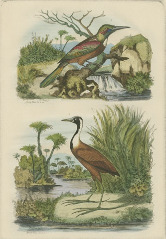 Exotic Birds III