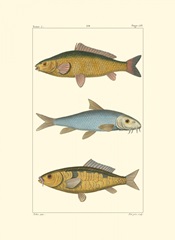 Freshwater Fish II