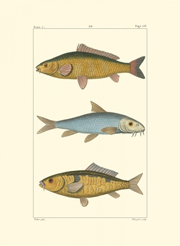 Freshwater Fish II
