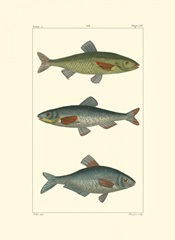 Freshwater Fish III