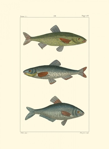 Freshwater Fish III